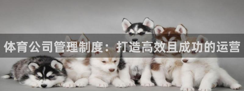 必一体育旧版：体育公司管理制度：打造高效且成功的运营